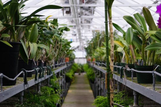 Every Orchid is an Individual | Longwood Gardens
